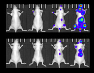 Illustration de l'évaluation de l'efficacité thérapeutique d'agents anti-cancéreux in vivo