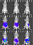 Illustration du suivi du devenir de cellules ou d'agents pathogènes administrés in vivo