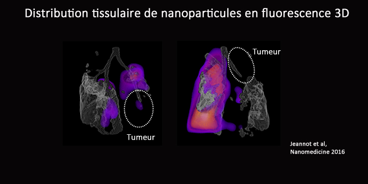 Illustration de distribution tissulaire de nanoparticules en fluorescence 3D