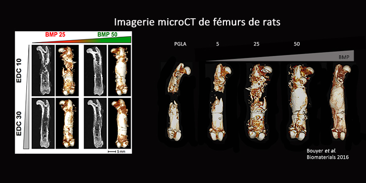 Illustration d'imagerie microCT de fémurs de rats