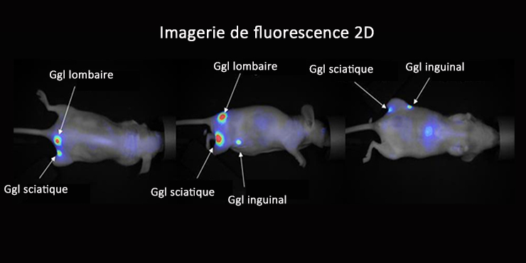 Illustration d'imagerie de fluorescence 2D de ganglions