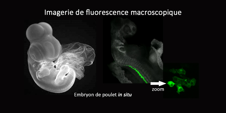 Illustration d'imagerie de fluorescence macroscopique