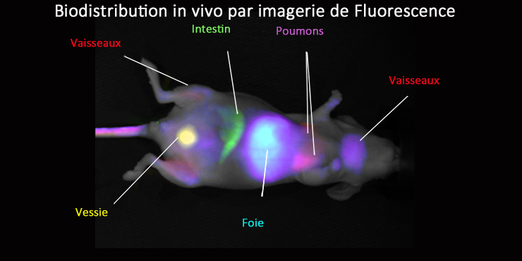 Illustration de biodistribution in vivo par imagerie de fluorescence