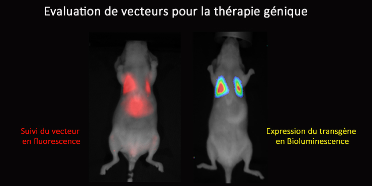 Illustration d'évaluation de vecteurs pour la thérapie génique