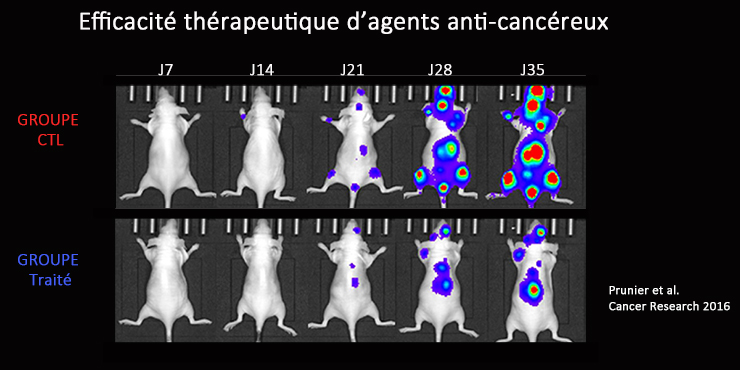 Illustration d'efficacité thérapeutique d'agents anti-cancéreux